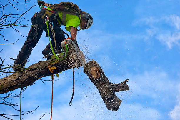 Best Tree Trimming and Pruning  in Salisbury, NC